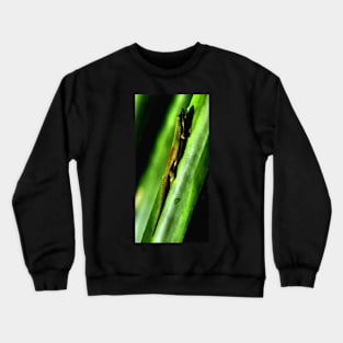 Day Gecko, Madagascar Crewneck Sweatshirt